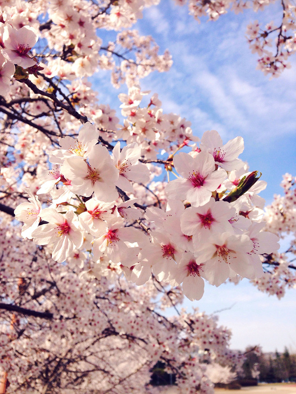 Cherry Blossom Cherry Blossom
