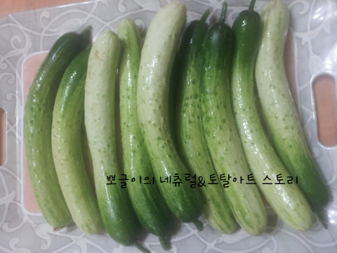  아삭아삭한 오이소박이 담그는법