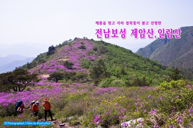  [제암산 철쭉제] 전남보성 제암산,일림산 철쭉꽃 산행