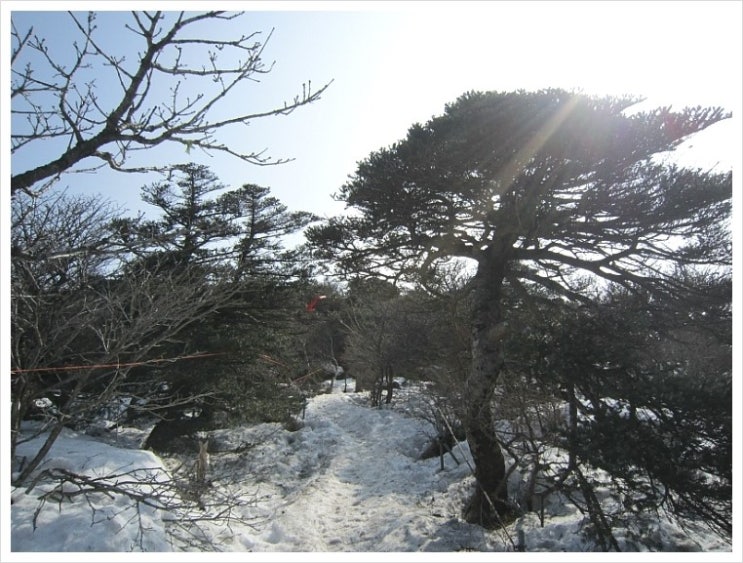 제주의 겨울왕국 (4) 한라산 선작지왓의 설원에서 제주의 겨울왕국 (4) 한라산 선작지왓의 설원에서