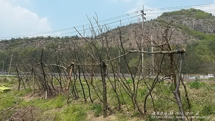  호박 지주대를 세웠어요. (かぼちゃの支柱を立てました。)