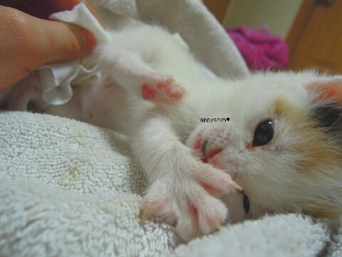  반려동물/새끼고양이 새끼고양이 배변유도하기