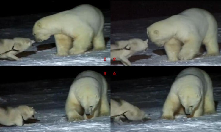 북극곰 싸움 전투력에 대하여 ;북극곰Vs불곰Vs사자, 불곰 북극곰 싸움, 개에게 급소를 유린당한 북극곰, 북극곰Vs바다코끼리, 북극곰Vs우왕  가우르, 식육목 맹수 전투력 서열 4위 북극곰 : 네이버 블로그