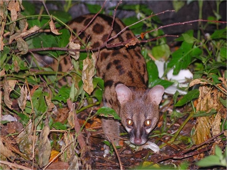 아비시니아제넷(Abyssinian genet ; 아비시니안 제넷) 사향고양이 : 네이버 블로그 아비시니아제넷(Abyssinian genet ; 아비시니안 제넷) 사향고양이 : 네이버 블로그