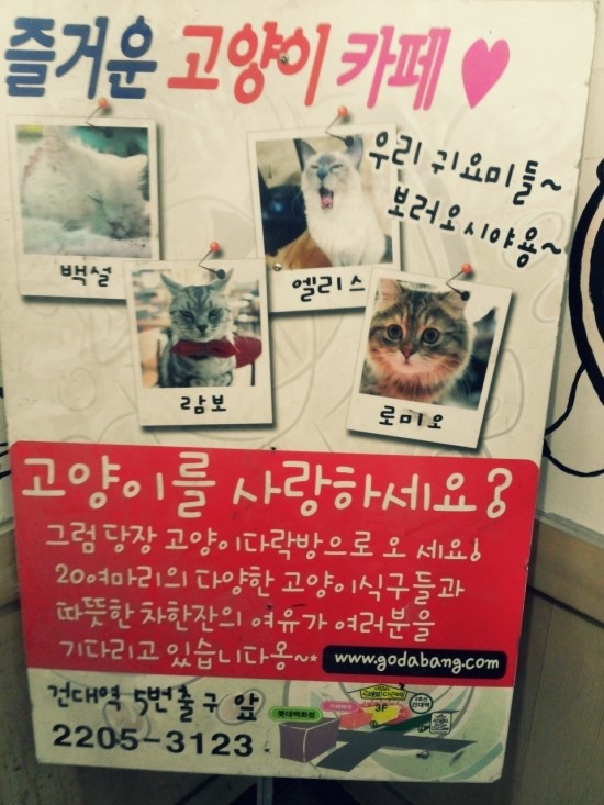  건대 고양이다락방 다녀왔어요^^*!