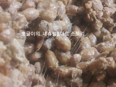  청국장 맛있게 담그는 방법/청국장효능
