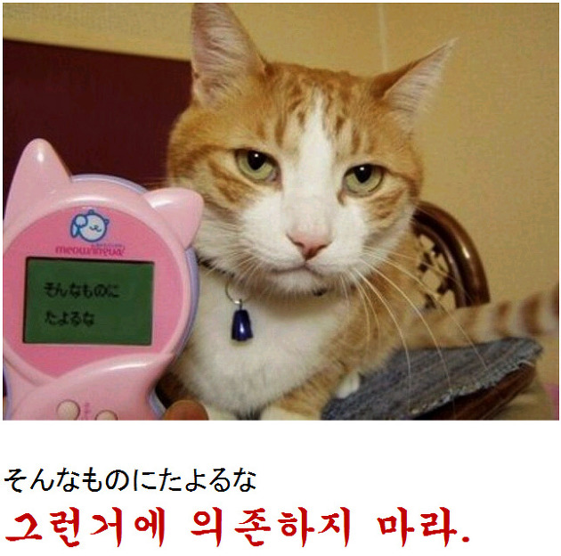 고양이말 번역기를 사용해보자!