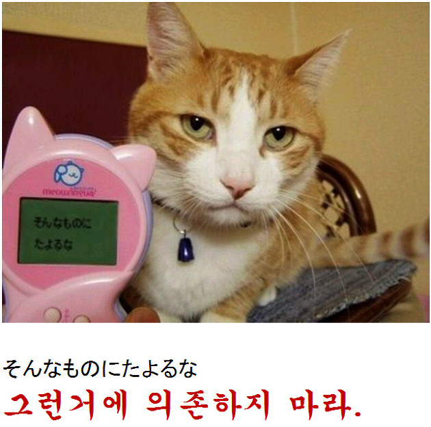  고양이말 번역기를 사용해보자!