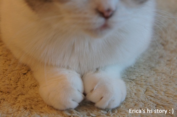  홍대 고양이 카페