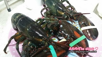 이놀자 리뷰 :: ♬집에서 랍스터 해먹기/ 오븐없이랍스터구이/홈플러스랍스터/랍스타버터…