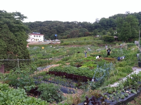  오이 수확, 밤고구마 심기