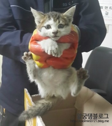 140605 공장으로 들어온 길냥이 구조!! 140605 공장으로 들어온 길냥이 구조!!