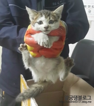 140605 공장으로 들어온 길냥이 구조!!