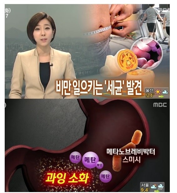  물만 먹어도 살찌는 당신 비만잡는 세균을 키워라