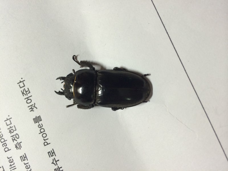 넓적사슴벌레(Dorcus titanus castanicolor) 암컷