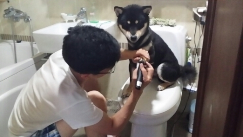  시바견 아리+호랑ㅣ발바닥 털깍기