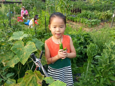  장마전 대규모 수확