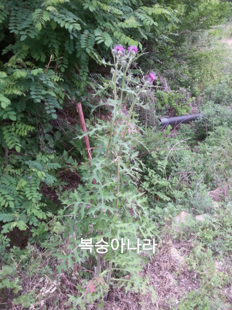 엉겅퀴 꽃씨 8