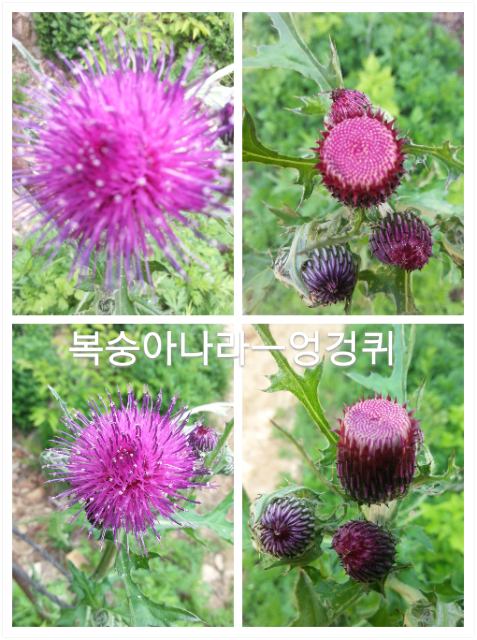 엉겅퀴 꽃씨 2