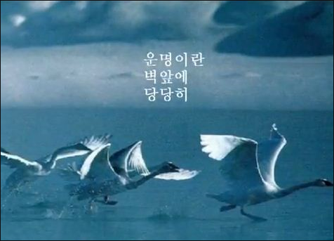 거위의 꿈 - 인순이 카니발(이적,김동률) 듣기