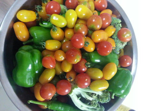 브로콜린, 토마토 수확