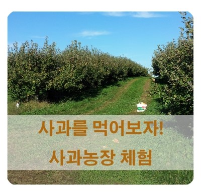  미국 교환학생/ 사과를 먹어보자! 사과농장 체험