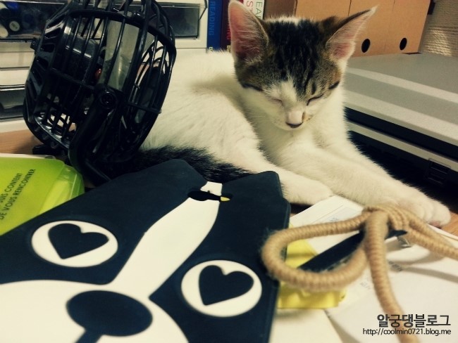 고양이 김레이 & 김떡순 고양이 김레이 & 김떡순