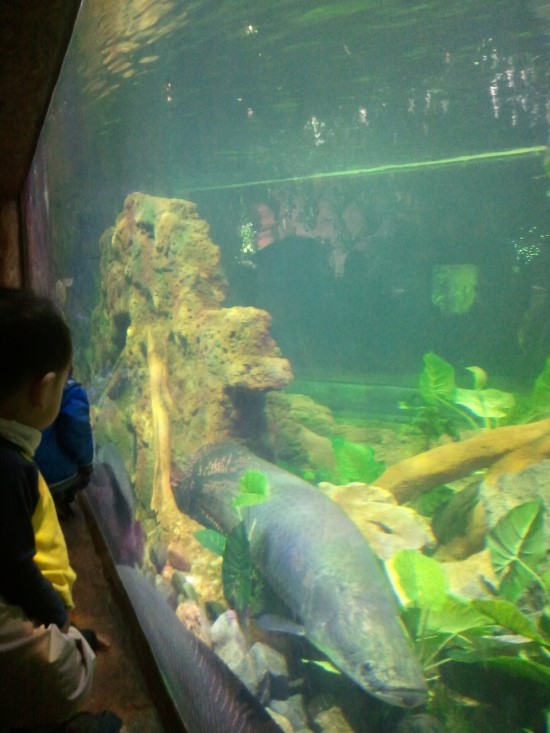 vietname hanoi aquarium 베트남 하노이 아쿠아리움 (버스노선) -Time City(타임시티)- Vinmec Hospital 예화 vietname hanoi aquarium 베트남 하노이 아쿠아리움 (버스노선) -Time City(타임시티)- Vinmec Hospital 예화