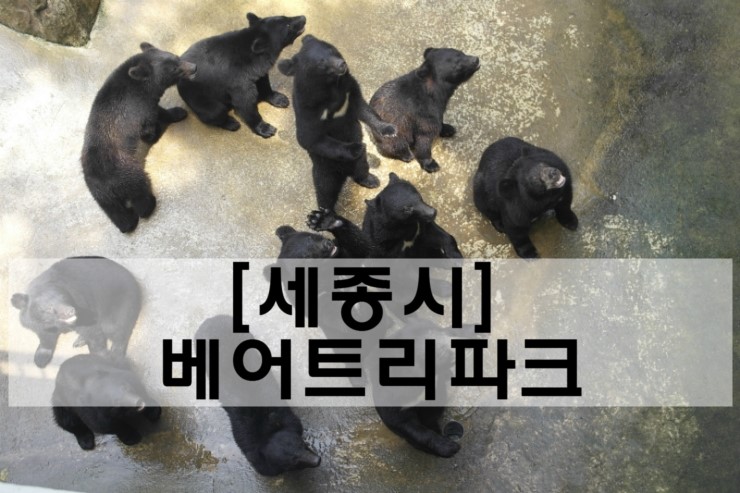 [세종시]많은 곰과 예쁘게 관리된 정원(식물원)을 볼 수 있는 곳 '베어트리파크'