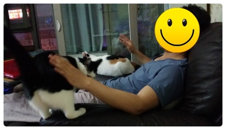 다묘가정 11묘 셋째 햄이 넷째 밀키 다섯째 밀크