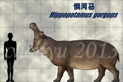 히포포타무스 고르곱스(Hippopotamus Gorgops)-고대의 작은(?) 하마 : 네이버 블로그