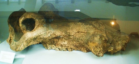히포포타무스 고르곱스(Hippopotamus Gorgops)-고대의 작은(?) 하마 : 네이버 블로그