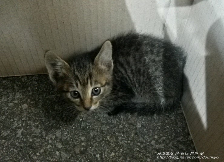  이 새끼 고양이는 혹시...? (この子猫はもしかして…？ )
