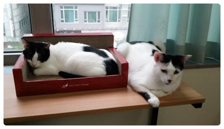 다묘가정 11묘 막둥이 얼씅이랑 금떵이~~