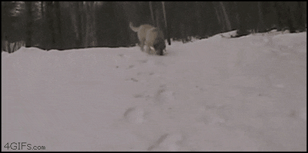 %B0%B3%BD%BA%C5%B0.gif?type=w2