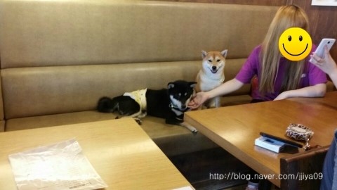  시바견 아리+호랑 ㅣ 애견 호텔에서의 1박 2일_