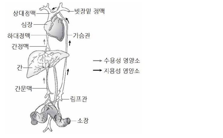 영양소의 흡수와 이동 : 네이버 블로그
