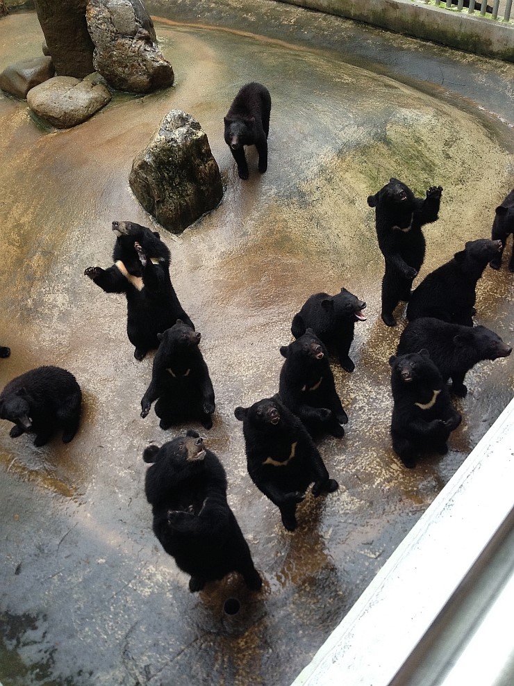 베어트리파크, 우리나라에서 곰이 제일 많은 곳