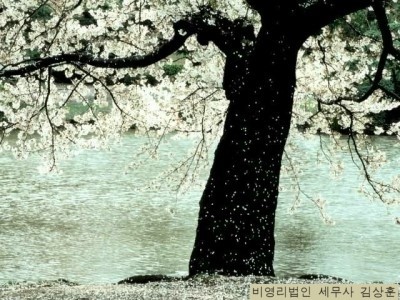  개인으로 고유번호증을 받은 단체의 세금신고[비영리법인 세무]