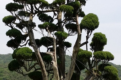 화승원 이미지