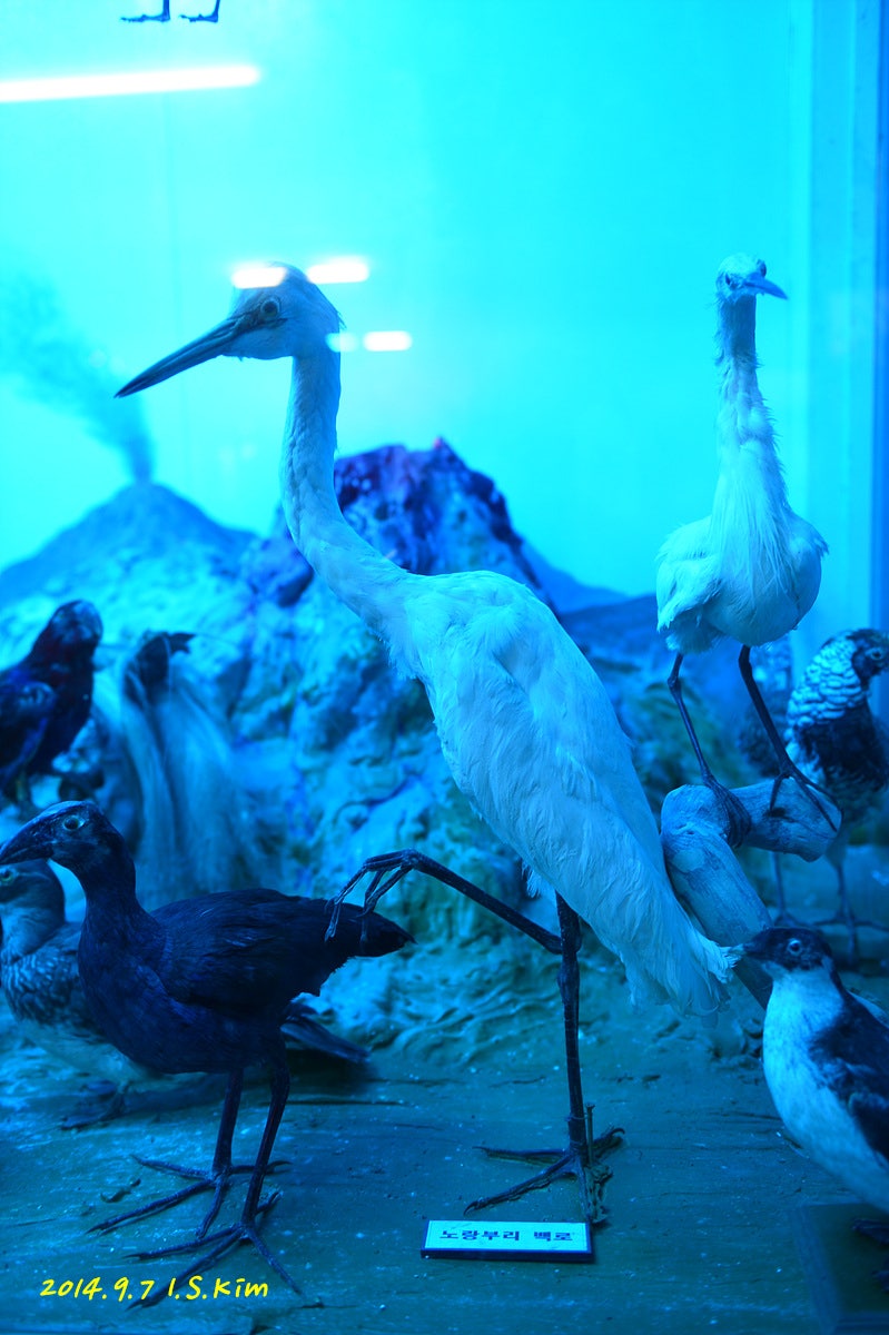 ♬ 땅끝 해양자연사 박물관 : 네이버 블로그, image size:799x1200