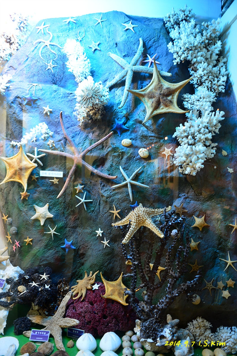 ♬ 땅끝 해양자연사 박물관 : 네이버 블로그, image size:799x1200