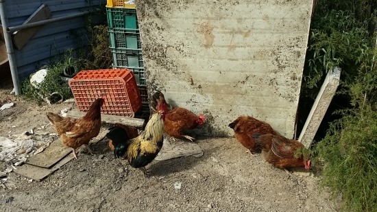 자유로운 닭들을 보라 풀어저 있는닭  방생닭 자유로운 치킨 진정한 비상식량 
