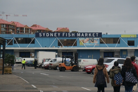 [시드니 워킹홀리데이] D+175 #2014.08.20 가족여행 5일차/트램 타고 시드니 피쉬마켓(Sydney Fish Market)/해산물 요리/시드니 패디스마켓(Paddy's Market)