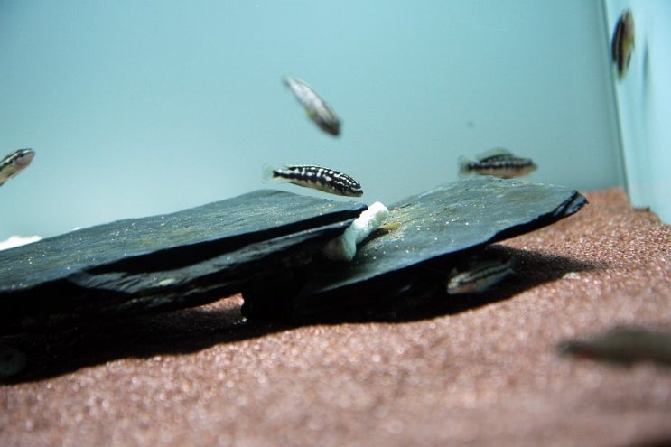 쥴리도크로미스 딕펠디(Julidochromis dickfeldi)와 마스크드 쥴리 "곰비"(GOMBI)