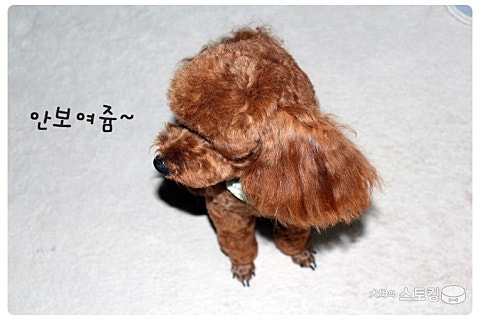 담비살롱 이미지