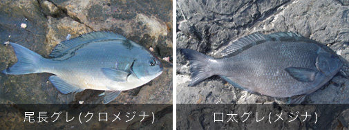 대상어를 알자 벵에돔편 対象魚を知ろう グレ メジナ編 네이버 블로그