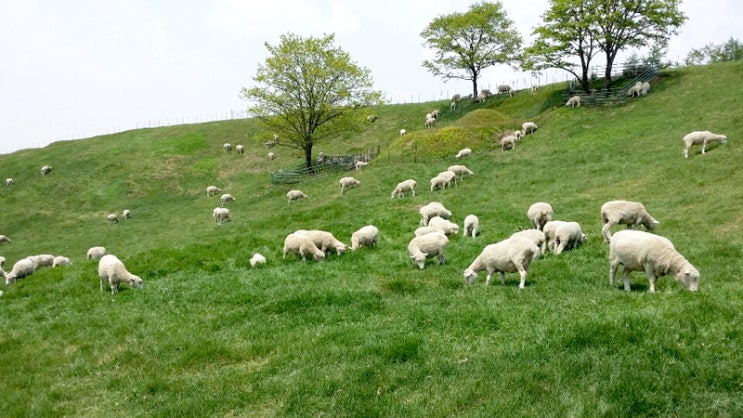  2014.05.18 강원도여행 [양떼목장,강원도물회,물회맛집,김선장바다횟집,강원도서핑]
