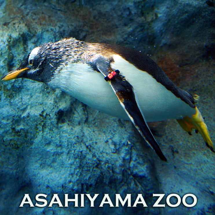 펭귄 하늘을 날다~ 기적의 동물원의 상징 아사히야마동물원 펭귄관 : 홋카이도여행