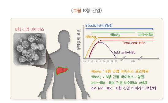 간염 B형 간염의 원인증상 완치 보균자 항바이러스제의 부작용 3